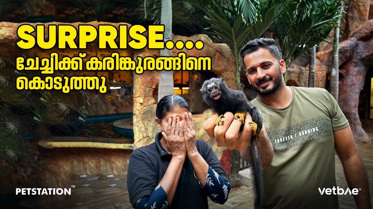 കരിങ്കുരങ്ങിനെ കണ്ട്‌ ചേച്ചി ഞെട്ടി... Red handed Tamarin monkey