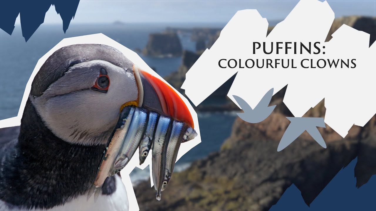 Puffins the colourful clowns  |  Save Our Wild Isles