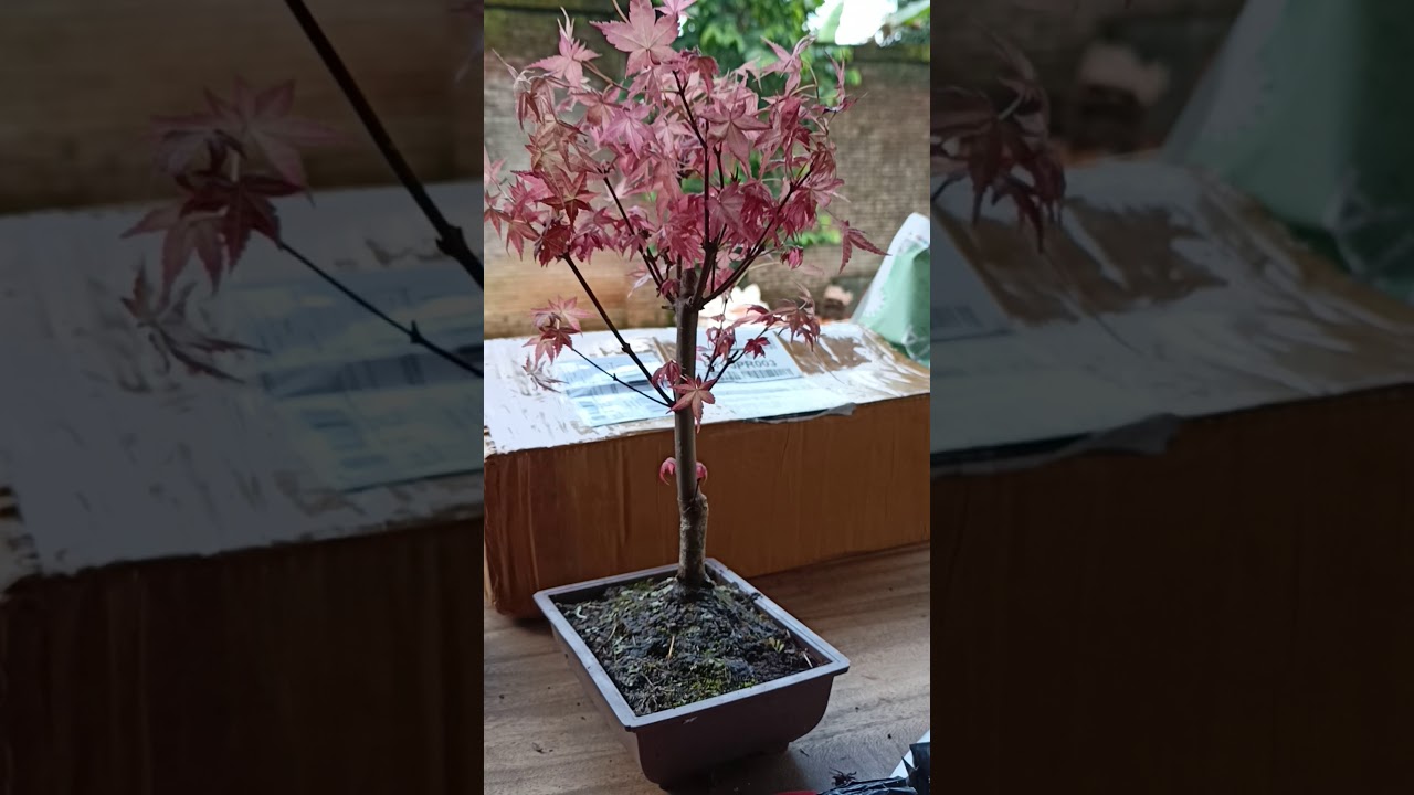 beda JAPANESE red maple dan  JAVANESE red maple