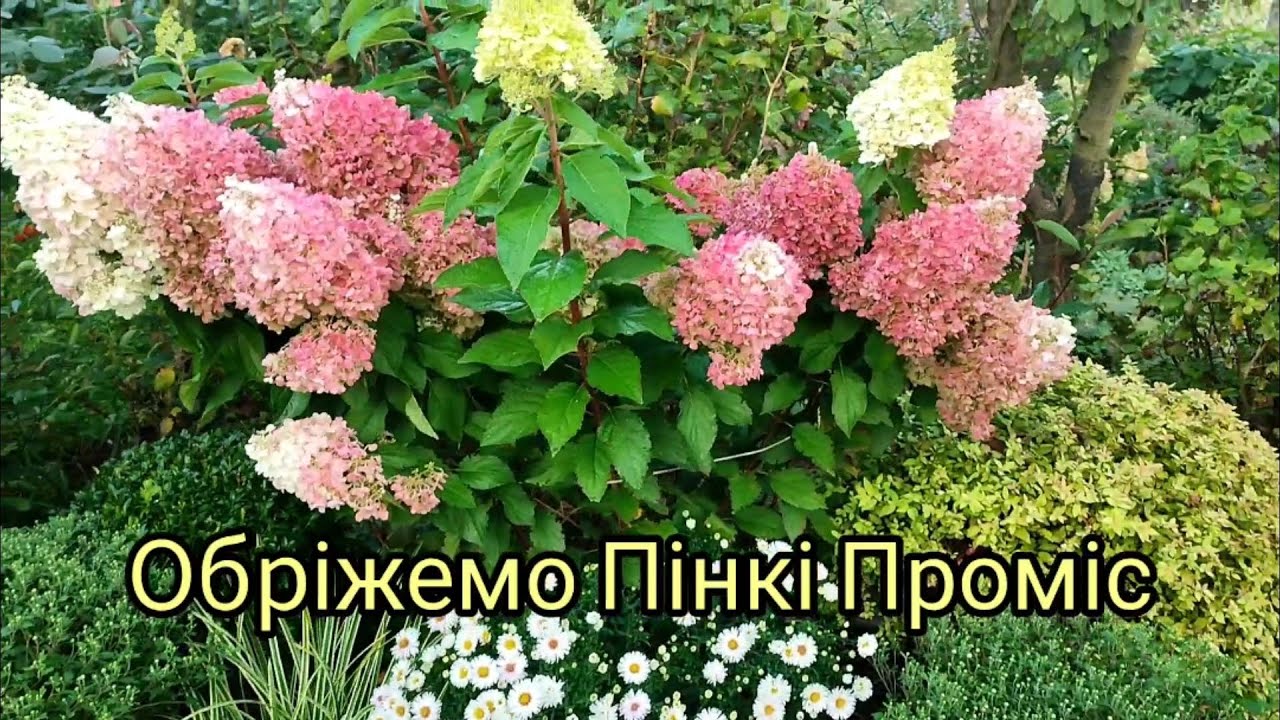 Як обрізаю волотисті гортензії 🌸