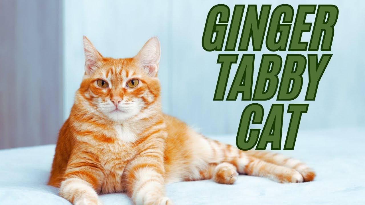 Meet the Charming Ginger Tabby Cat!