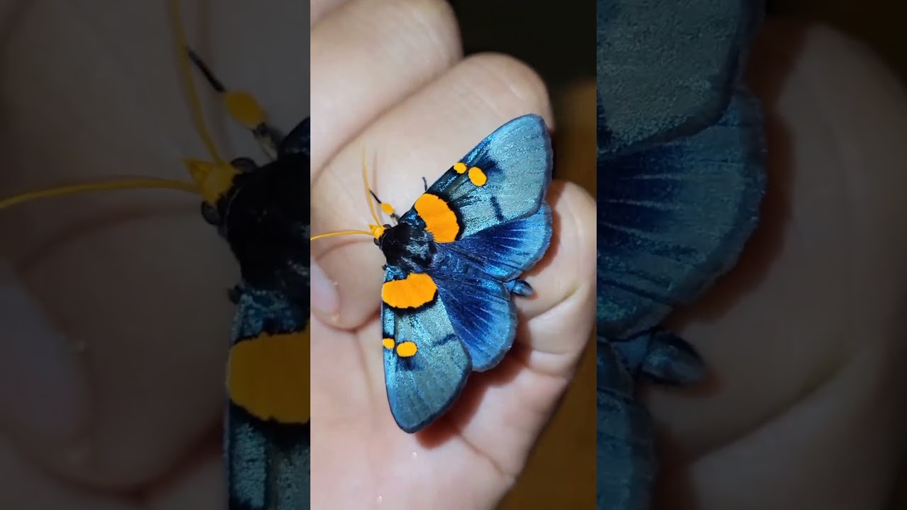 Moths and Butterflies: Why I do it (by Bart Coppens)