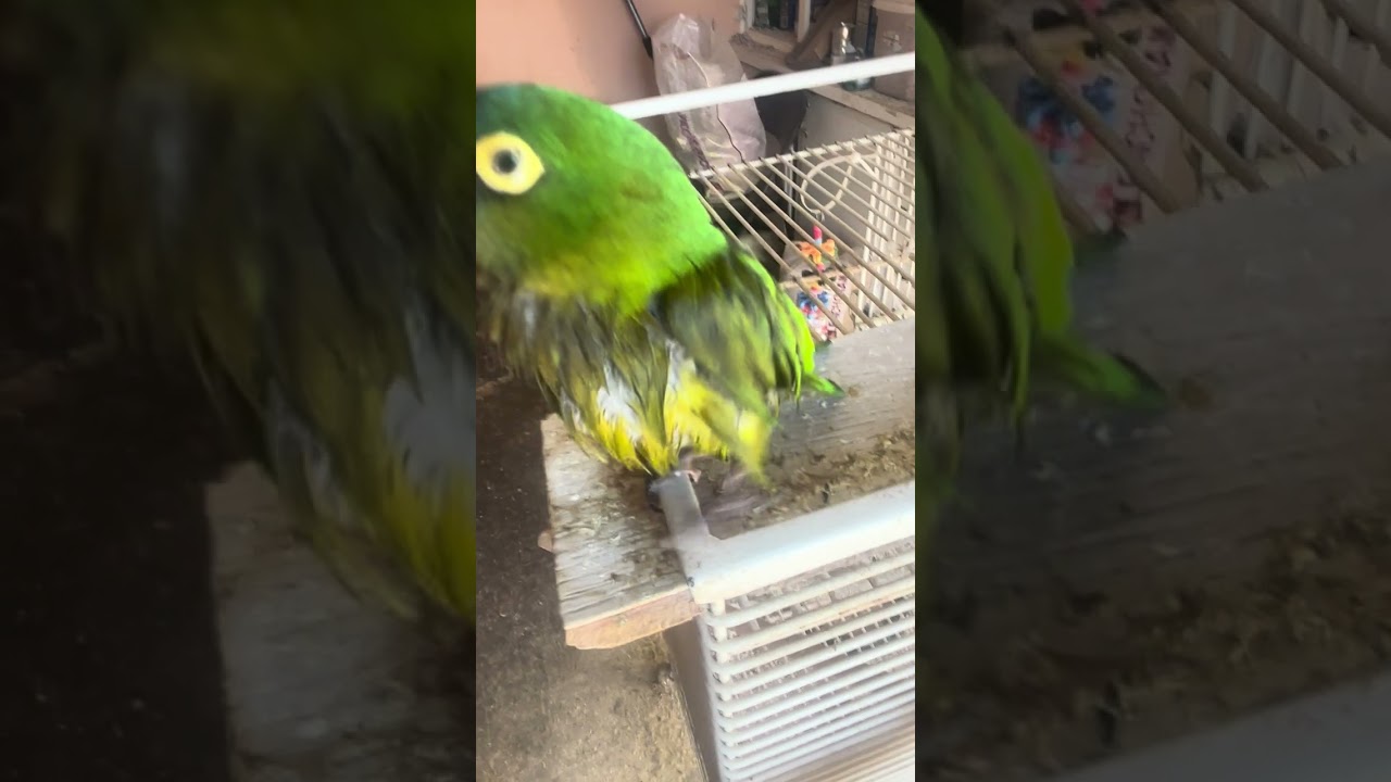 Pet parrots are sounded like High Pitched Dinosaurs but lower Pitched