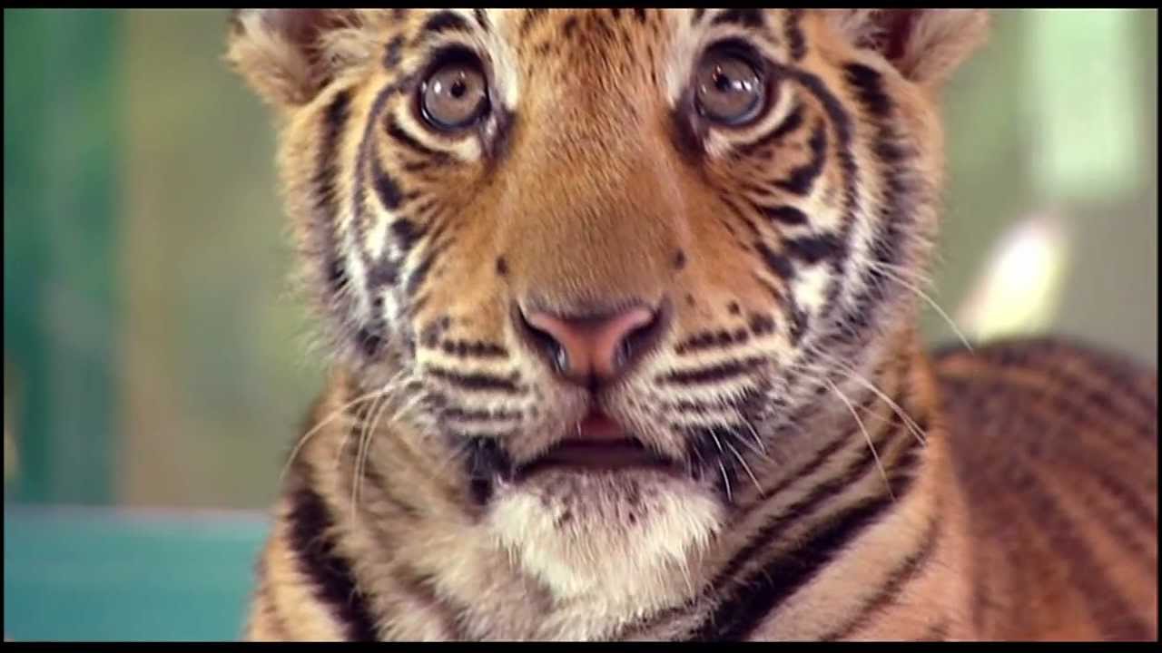 Dreamworld's Tiger Island | Dr. Harry Cooper | 31 August, 2012