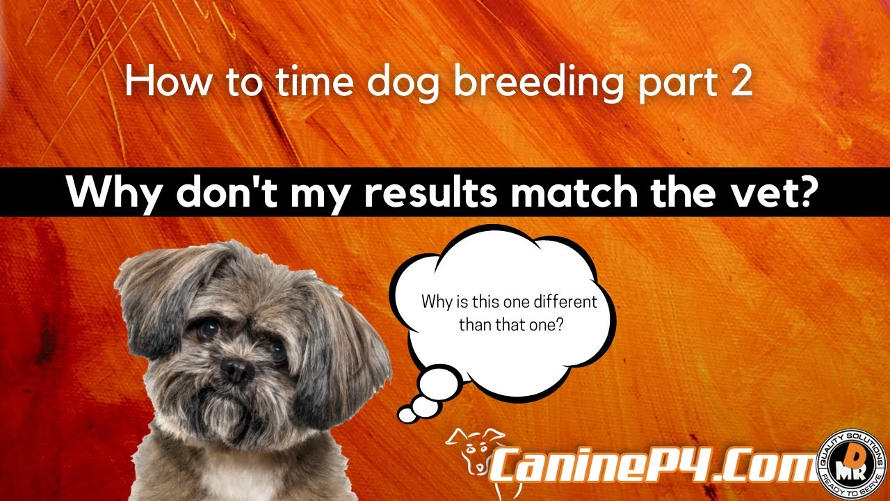 How to time dog breeding part 2 | why don't my results match the vet?