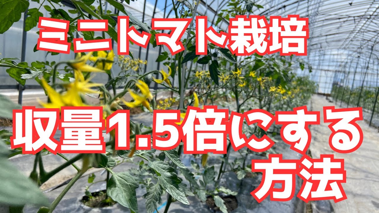 【ミニトマトの作り方】収量1.5倍にする方法「2本仕立て徹底実演」