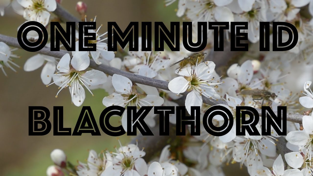Blackthorn. Prunus Spinosa. An Army of Thorns. One Minute ID