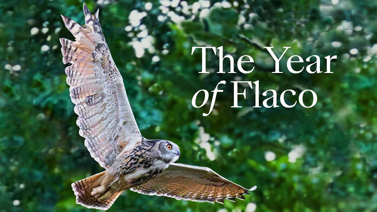 The Year of Flaco