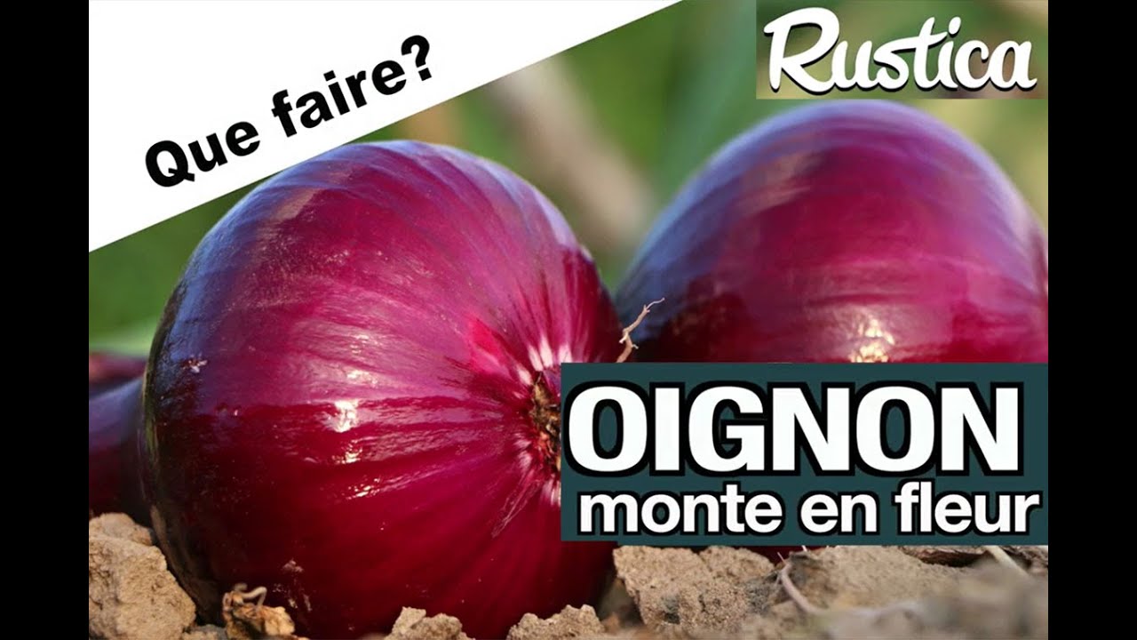 Mes oignons fleurissent et  montent en graine, que faire ?