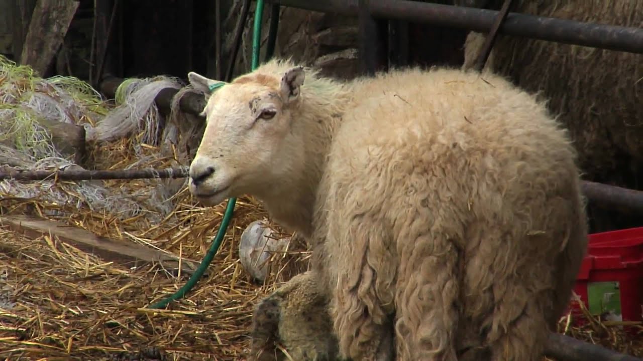 Young Sheep Farmer