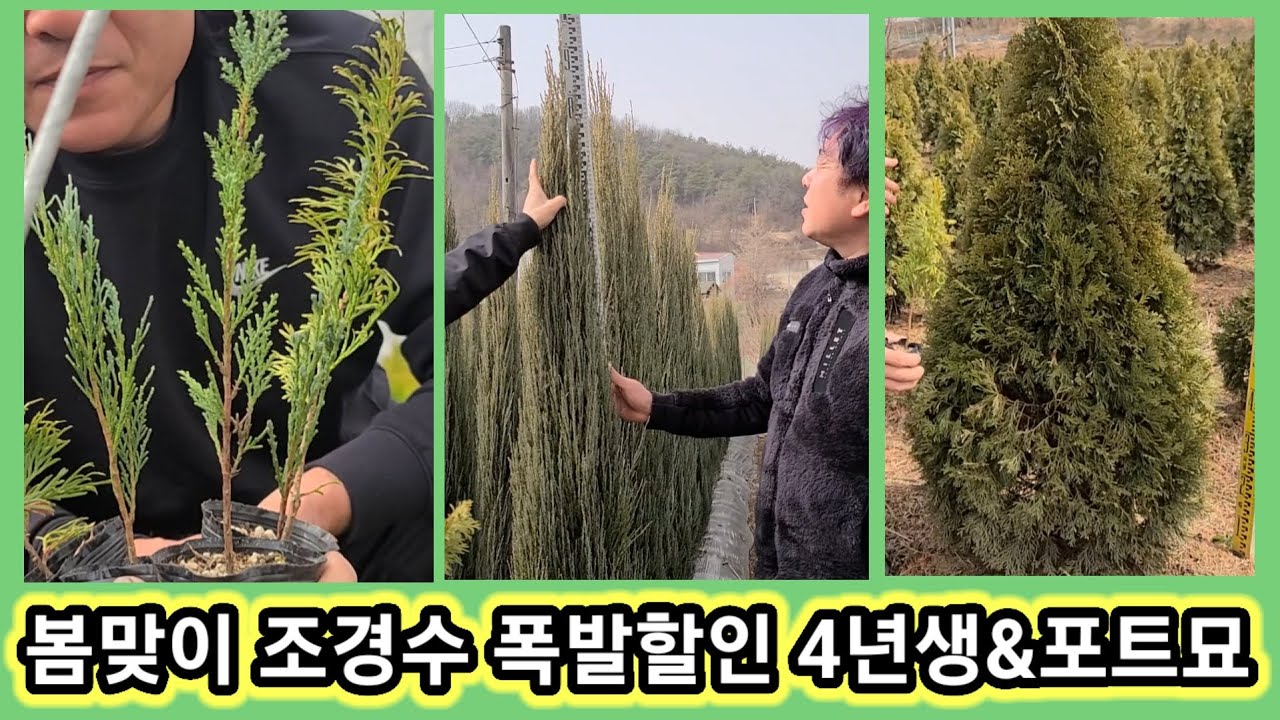 나무 지금심어야 팍팍 자랍니다~식목일은 늦어~  봄맞이 조경수 폭발할인~ 포트묘및4년생 나무 관상수,정원수,문그로우,에메랄드그린,스카이로켓,골든스마라그드,블루엔젤,좀눈항,황금측백