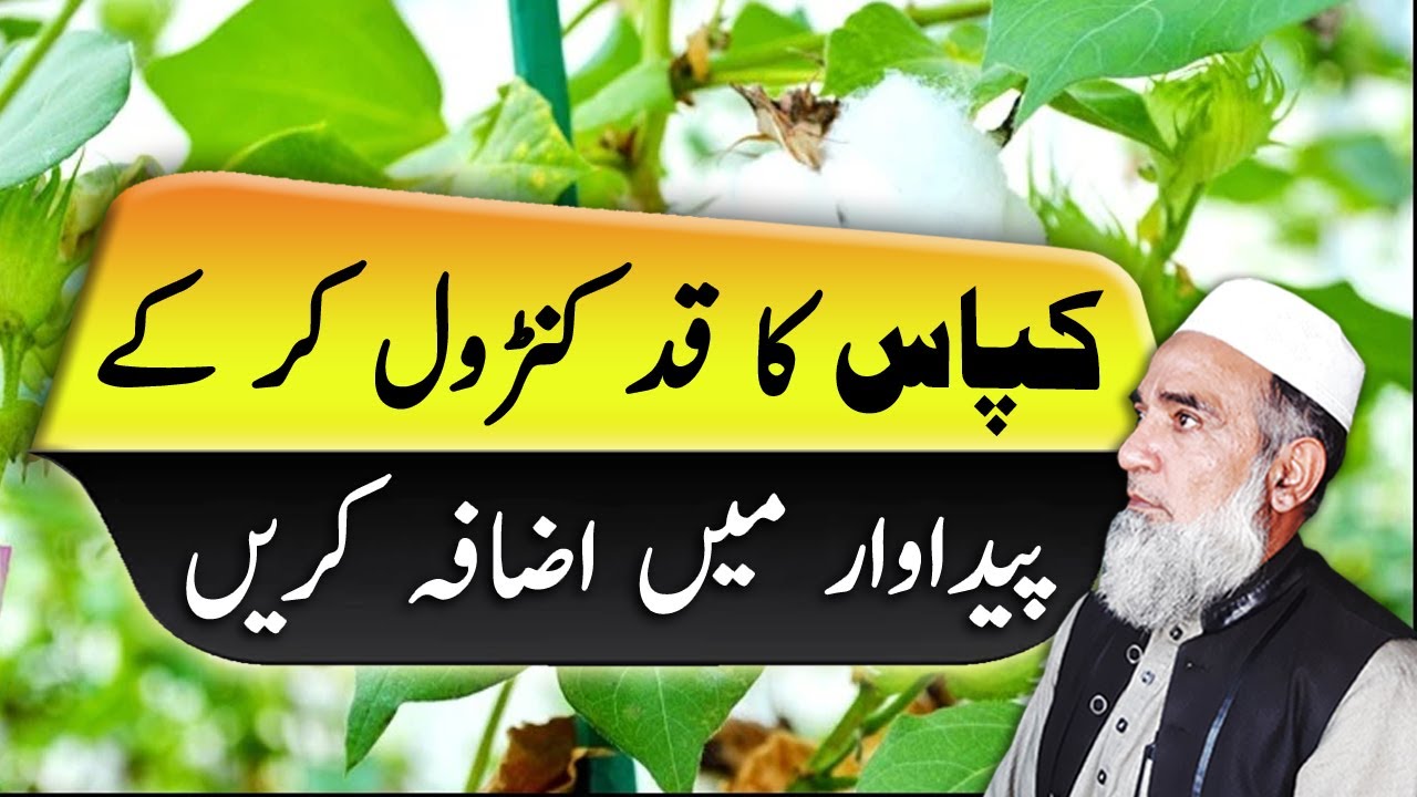 How to control plant height in Cotton | Crop Reformer