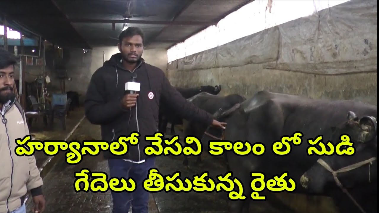 Pregnant Murrah Buffalo price in Haryana and Milking Buffalo