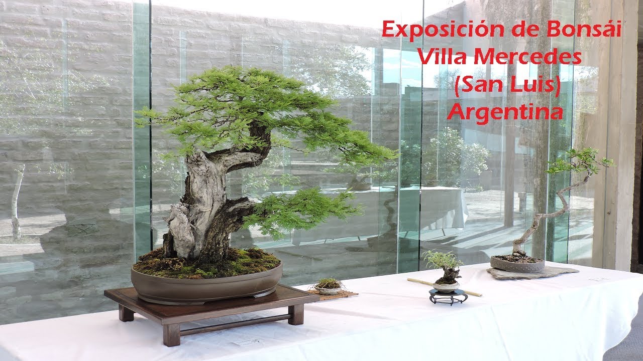 exposición de bonsái Villa Mercedes San Luis Argentina