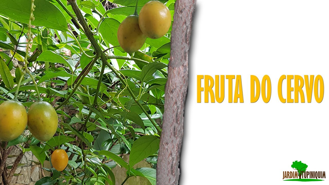 Tomatinho-do-Mato (Solanum diploconos) Frutificando!
