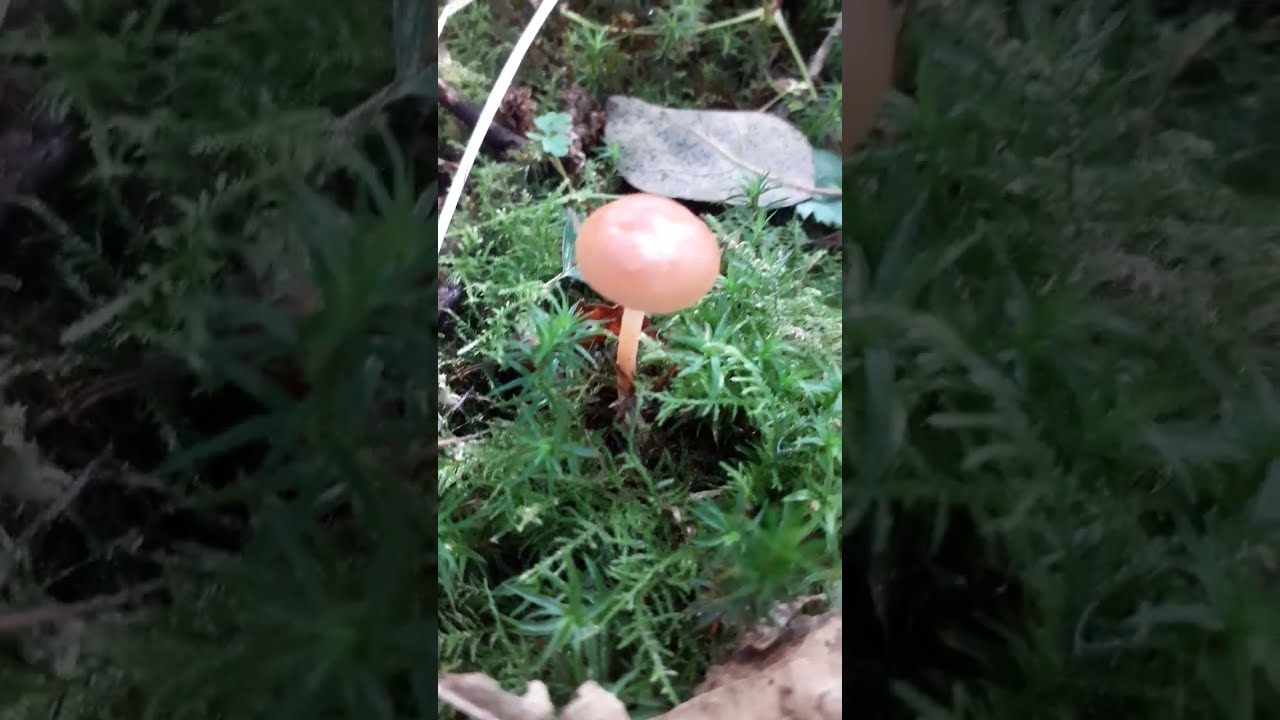 BIRCH MILKCAP..(WILDMAN INVESTIGATES).
