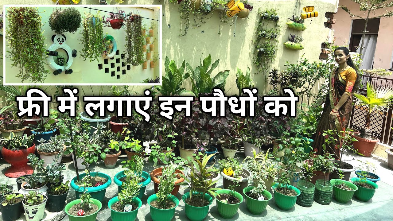 फ्री मे पौधे चाहिए ! 90% लोग भूल जाते हैं फ्री में लगाएं इन पौधों को अपने गार्डन में