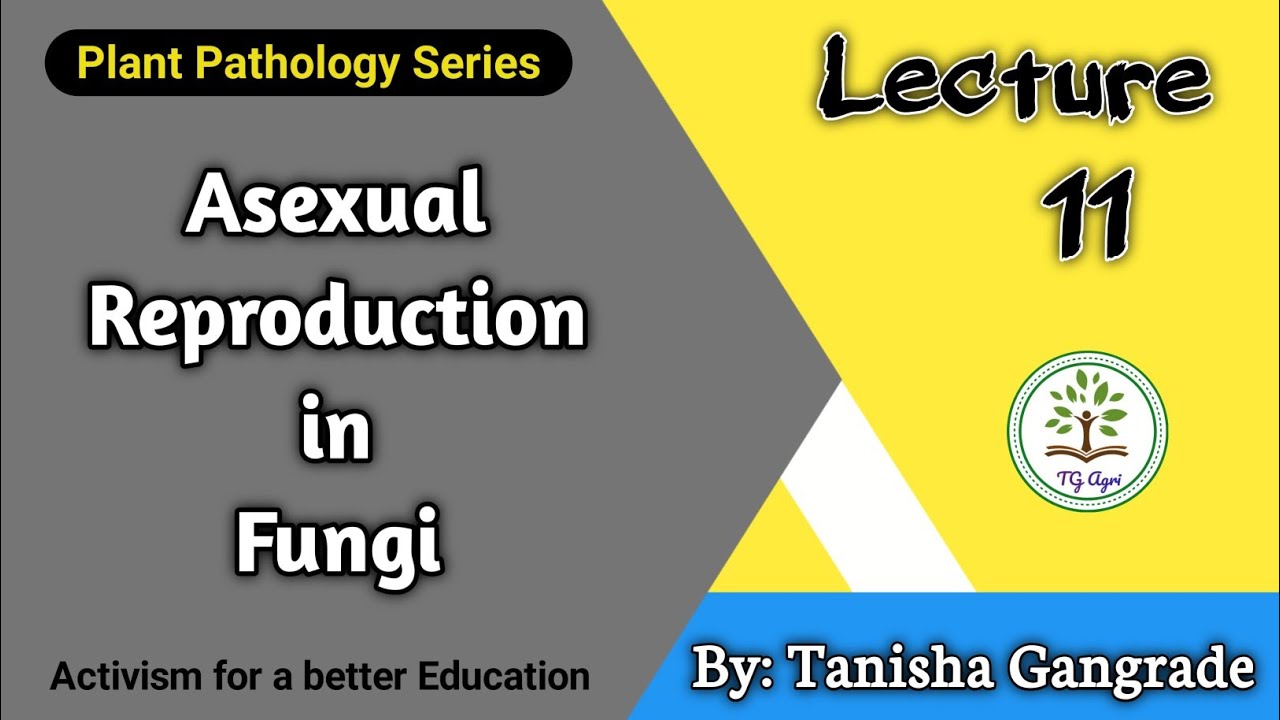 Asexual Reproduction in Fungi | Reproduction in Fungi | Budding | Fission in Fungi by Tanisha