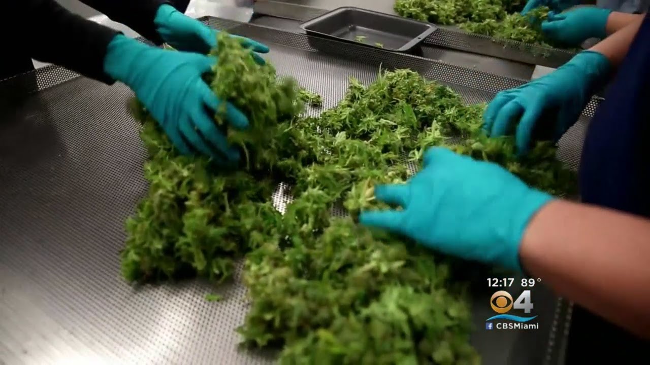 Canada Legalizes Recreational Marijuana