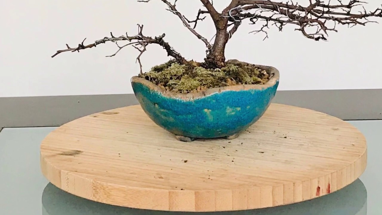 Bonsai chinese elm saksı değişimi   - çin kara ağacı Ata Recai Bonsai World