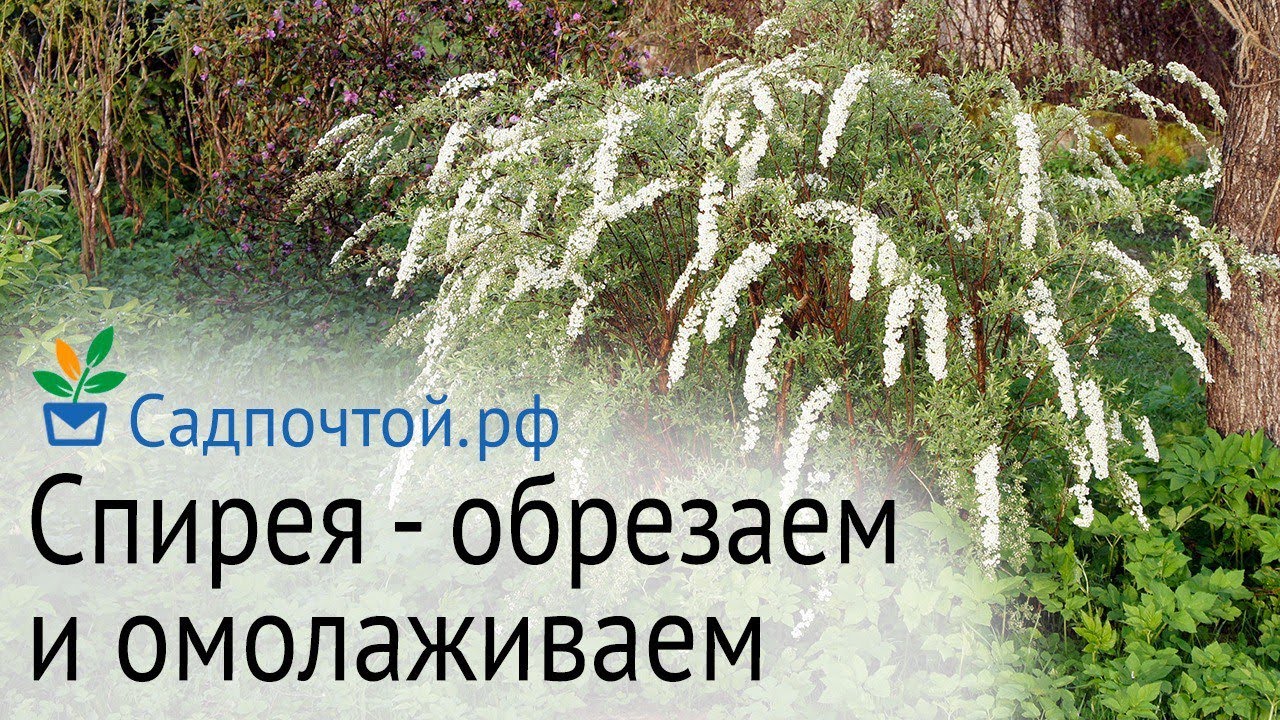Обрезаем и омолаживаем спирею серую 