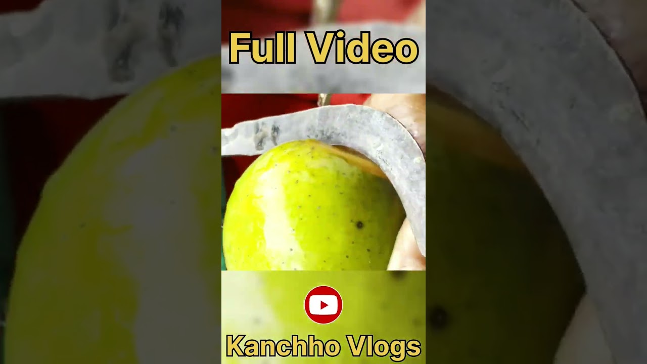Organic mango harvesting in the village #villagelifestyle #kanchhovlogs #nepal #syangja