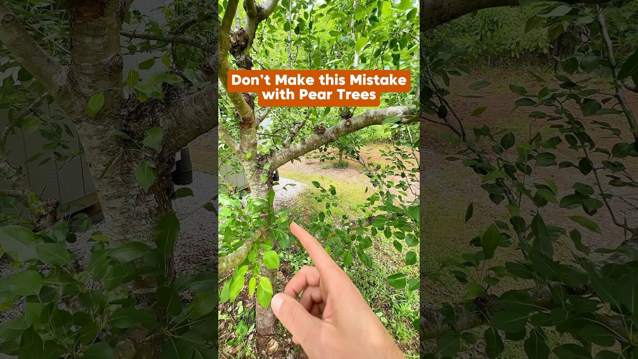Don&rsquo;t make this mistake with pear trees #shorts #fruittree #peartree #gardening #growyourownfood