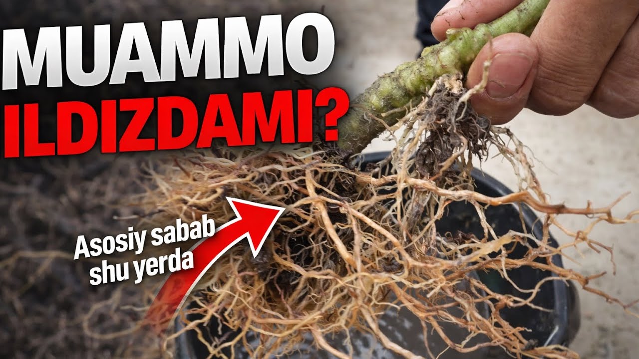 Muammo ildizdami?