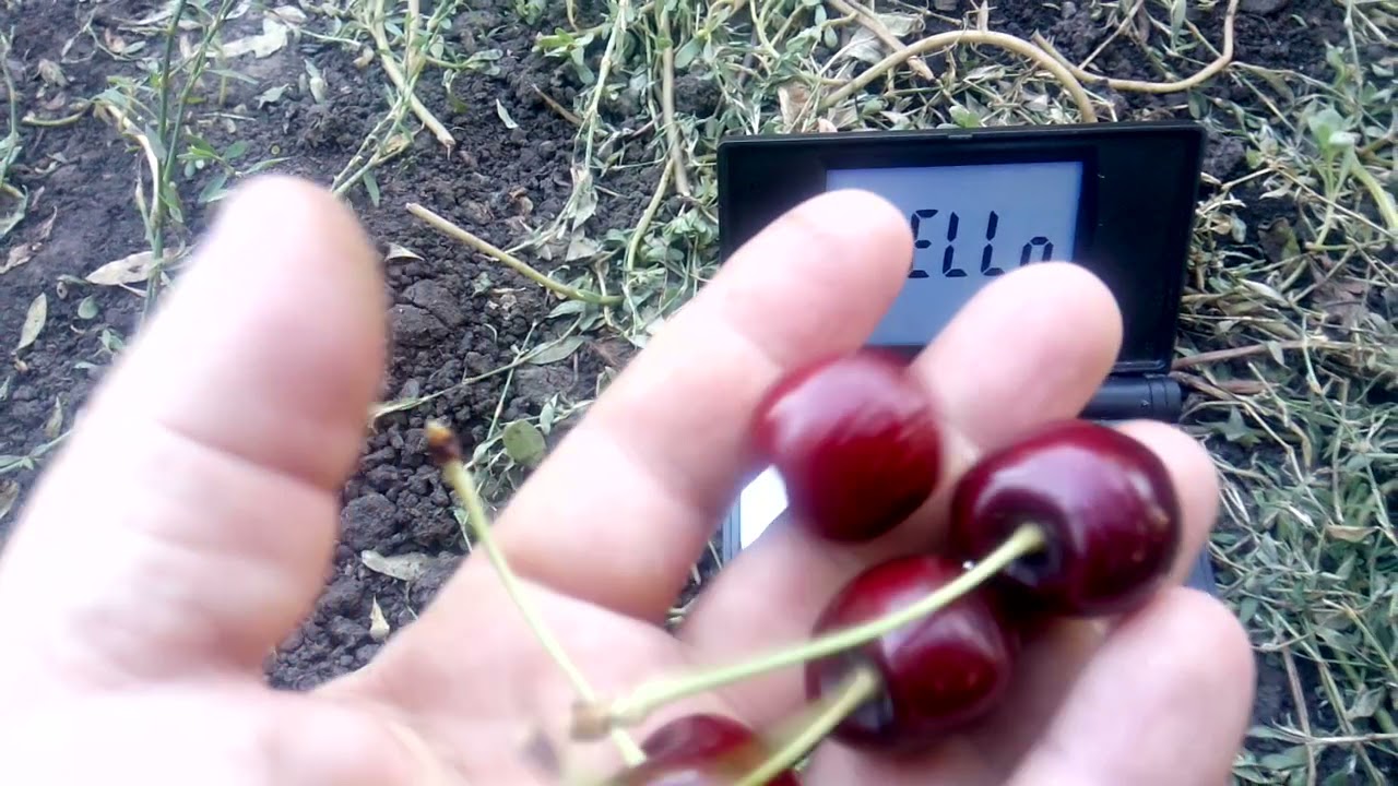 черешня стакато
