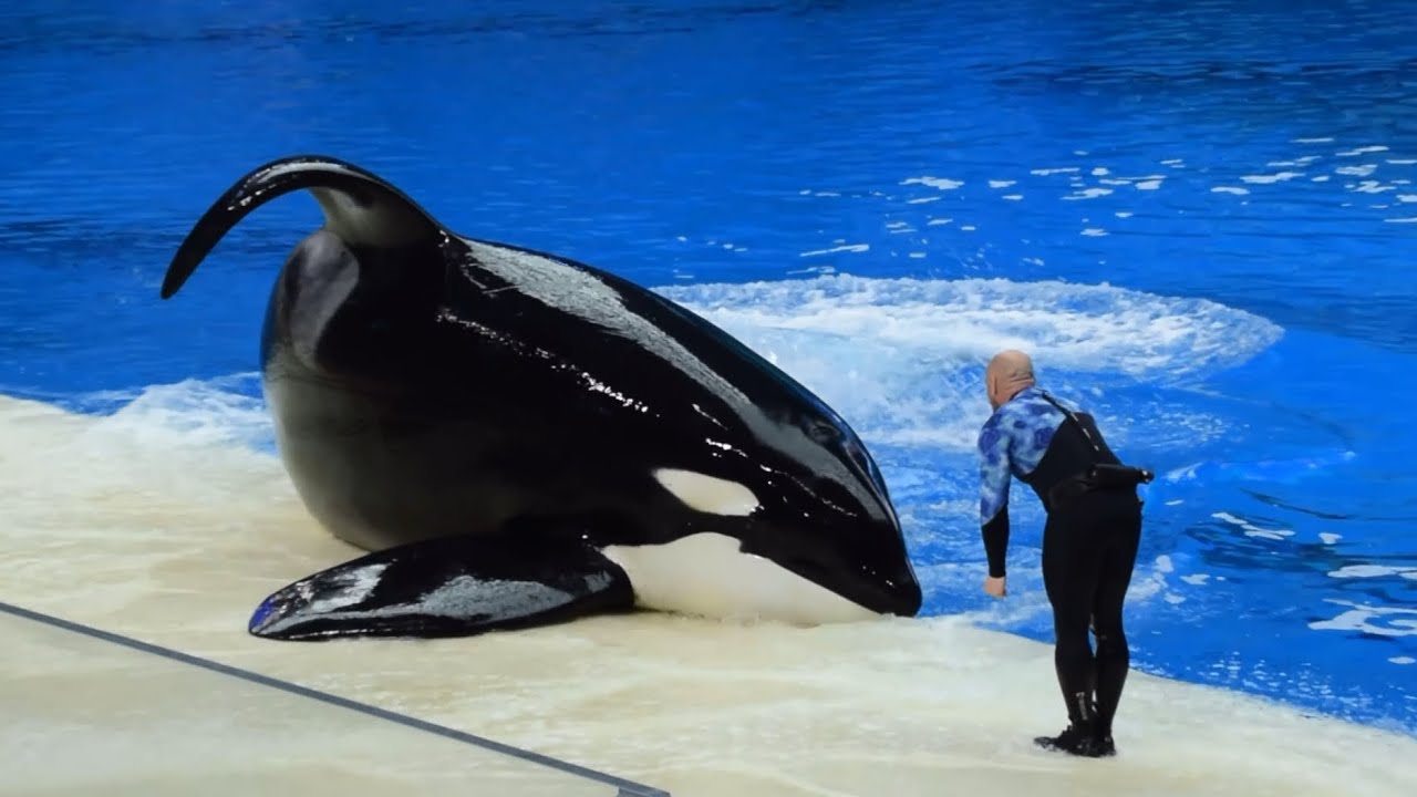 Chimelong Spaceship full orca show December 2, 2023 at 12:00 PM