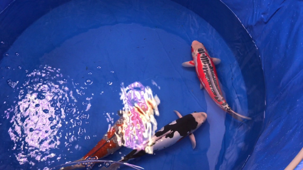 All Japan Koi Show 2017