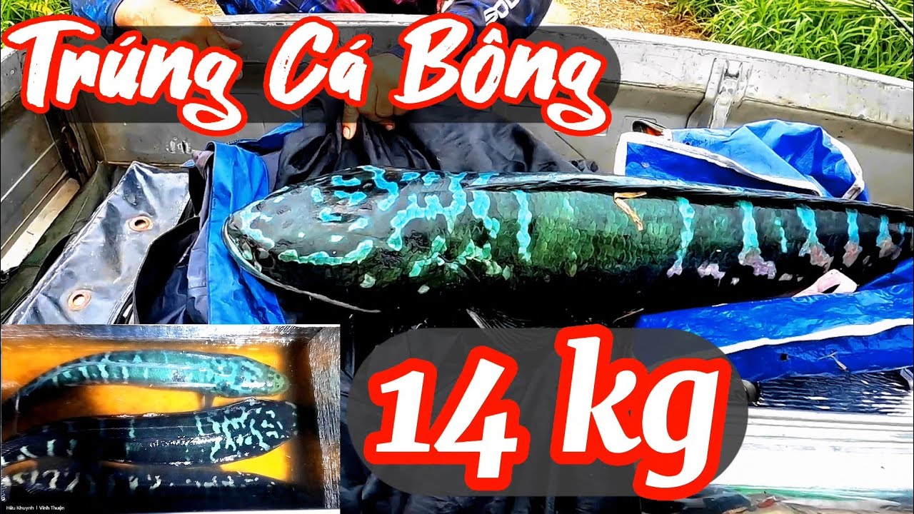 Câu cá lóc bông _ trúng ngay hàng khủng/ @huukhuynhkiengiang ( tập 93)