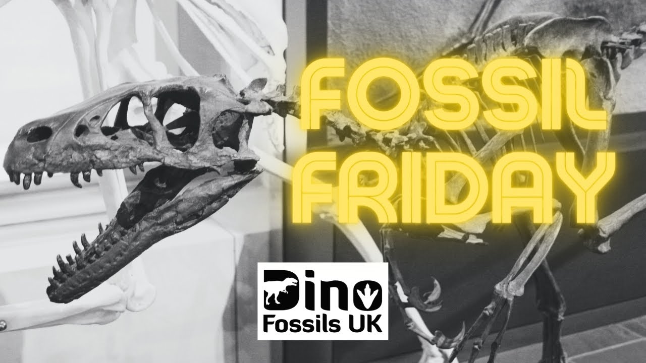 Fossil Friday Ep 4: Dromaeosaurus albertensis Teeth (and how to identify them)