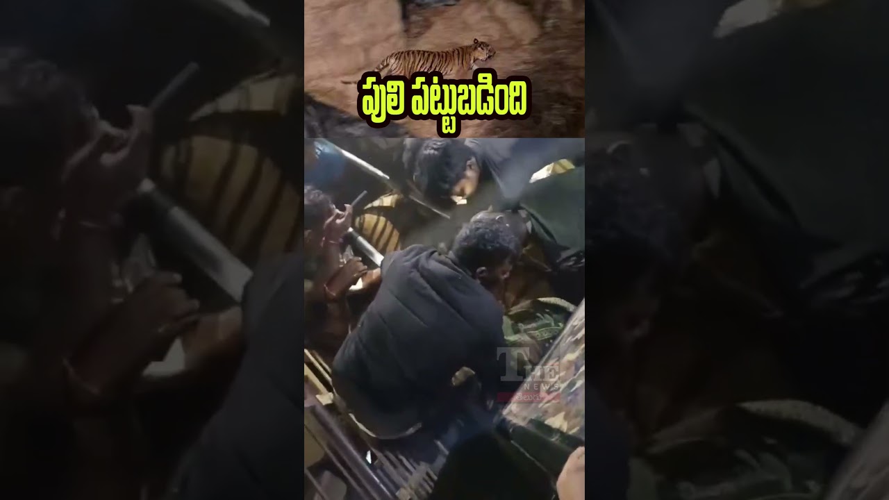 Operation Tiger Success | Leopard Captured Near Kurmapuram After 10 Days