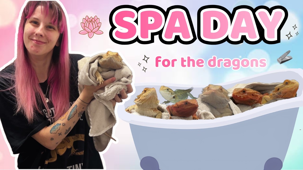 The RIGHT Way to BATHE a BEARDED DRAGON and CUT their NAILS!? (Beginner Guide!) 🦎✨❤
