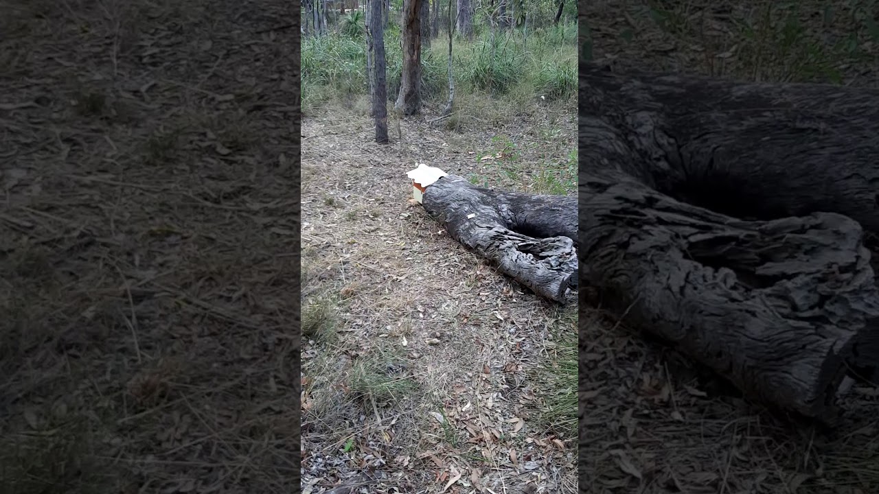 Australian Native Bees - Setting up a trap hive by Rimfire Hives