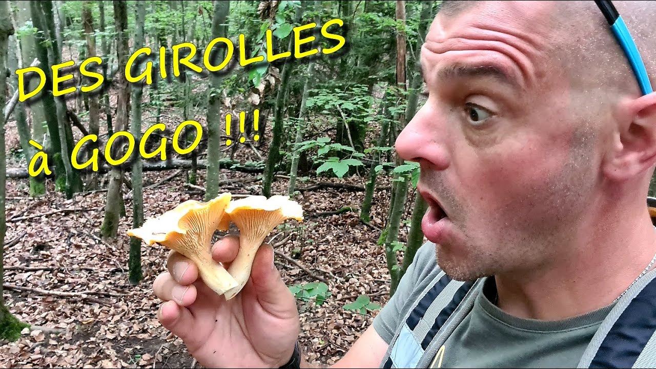 [CHAMPIGNONS]  LES GIROLLES en folie 🍄🌲🍄