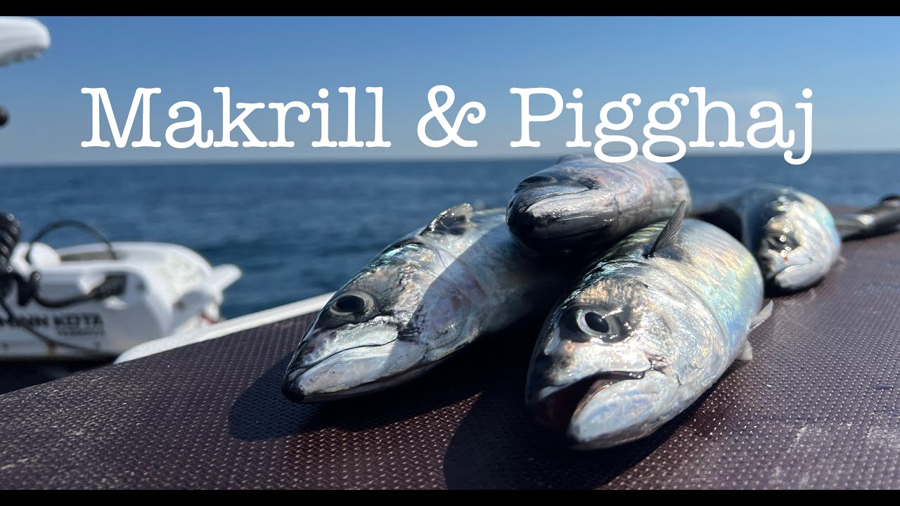 Makrill & Pigghaj på Västkusten