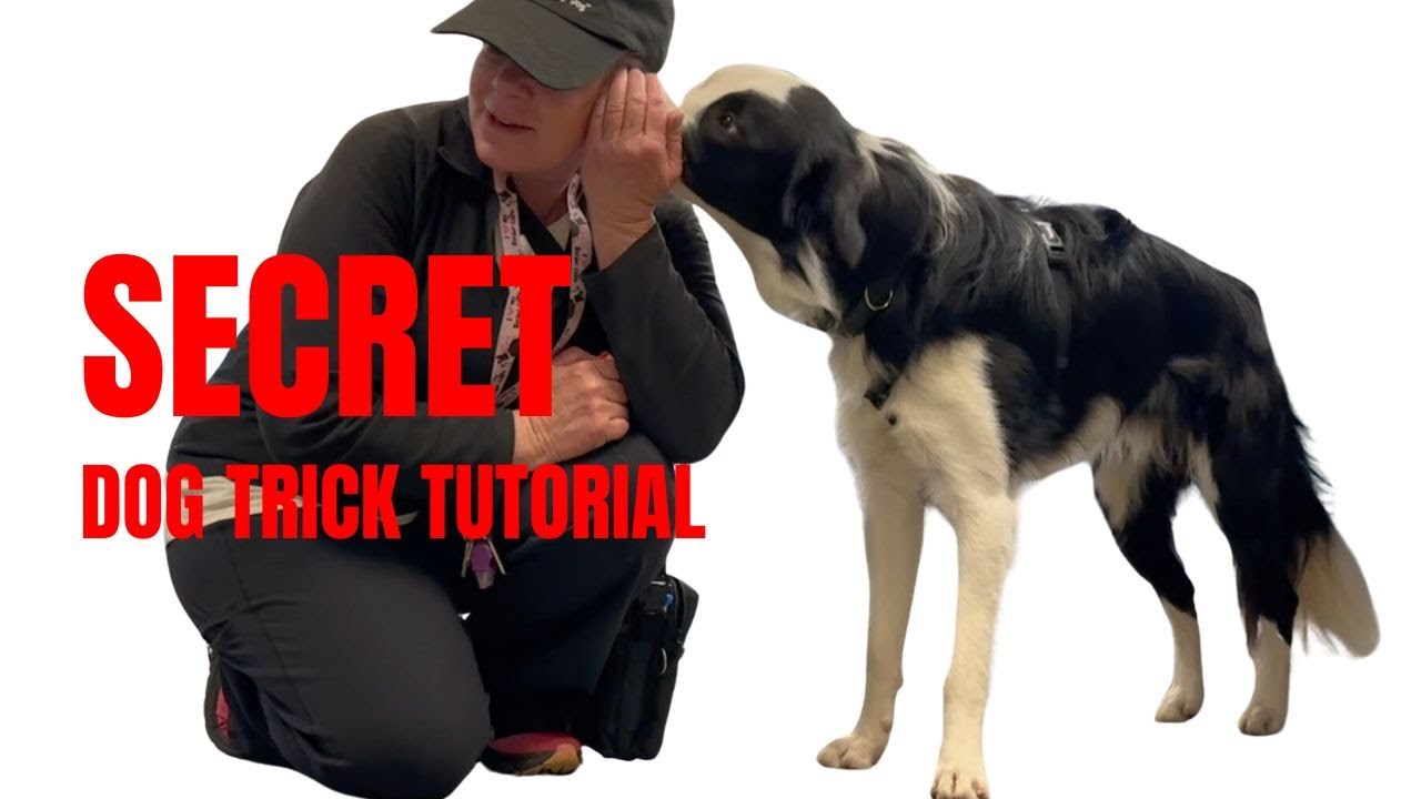 Secret: Dog Trick Tutorial - DMWYD