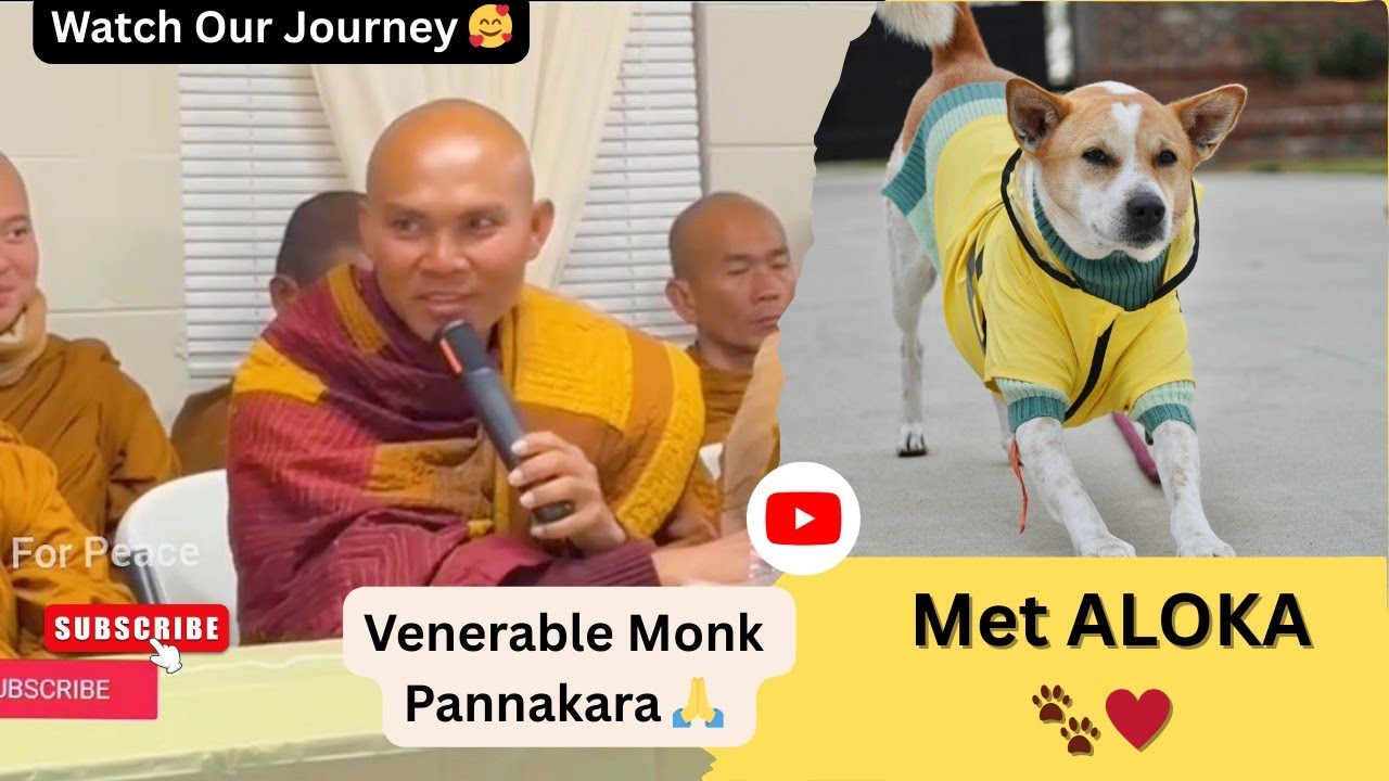 Monk Pannakara 🙏 Meets ALOKA 🐾 A Beautiful Journey #walkforpeace #alokathepeacedog #buddhistmonks 