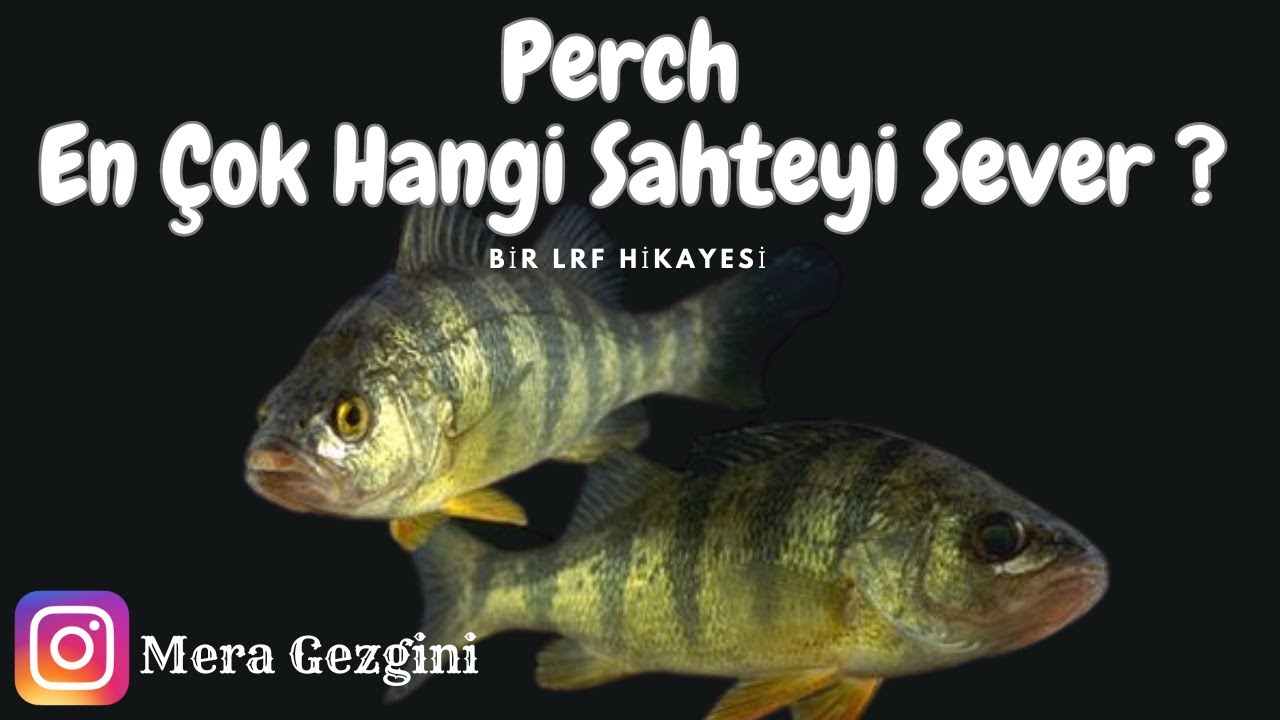 LEVREK AVI İNANILMAZ KEYİF!! PERCH - LEVREK AVI !!!