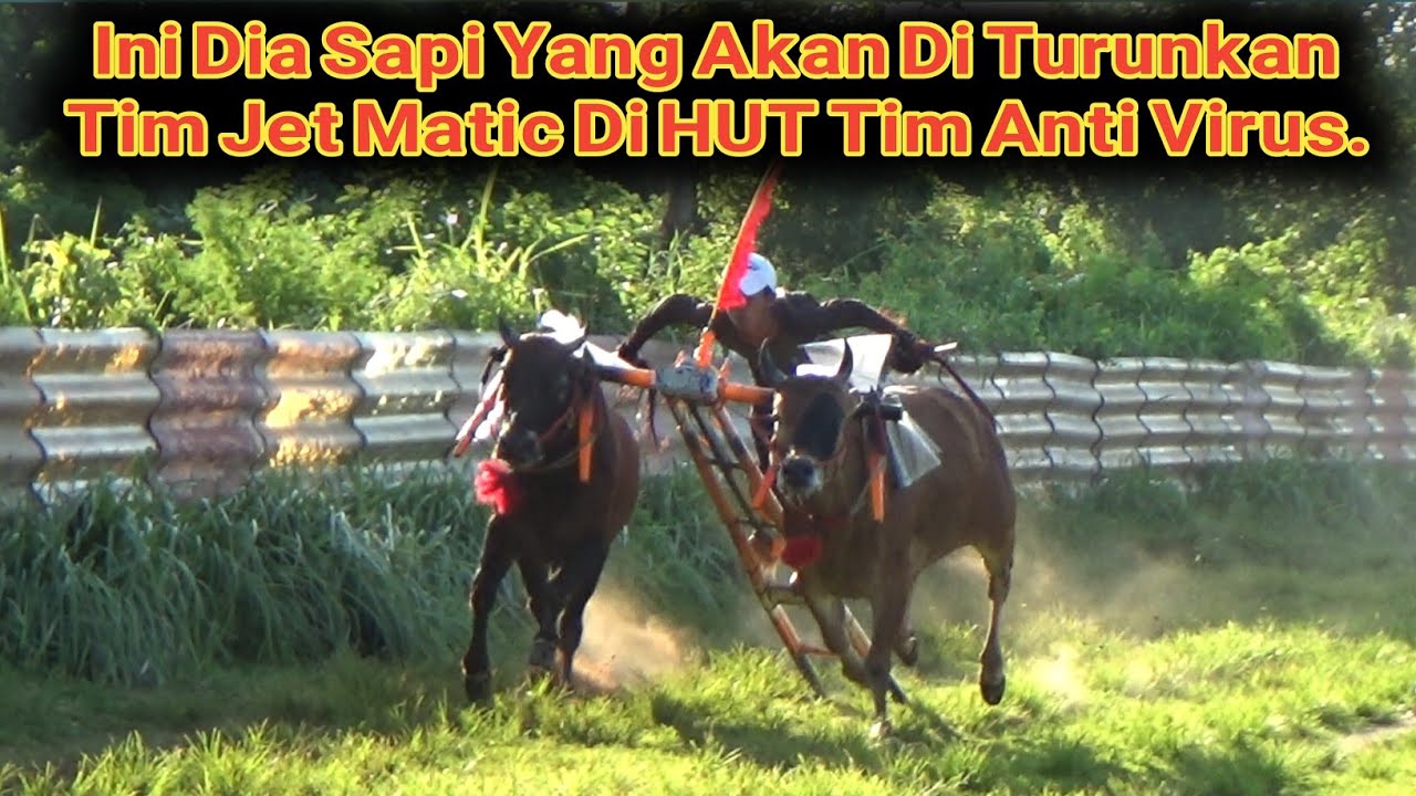 Ini Dia Sapi Tim Jet Matic Yang Akan Di Turunkan Di HUT Anti Virus. 