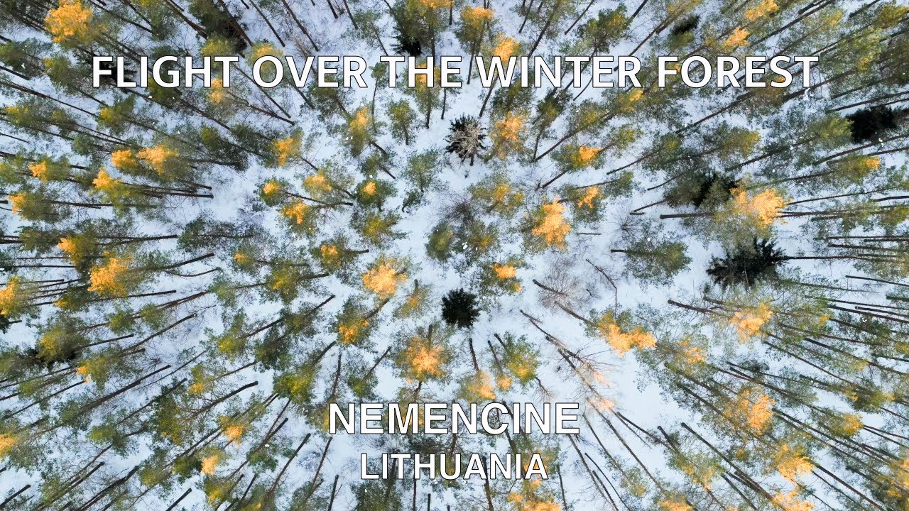 Flight over the winter forest