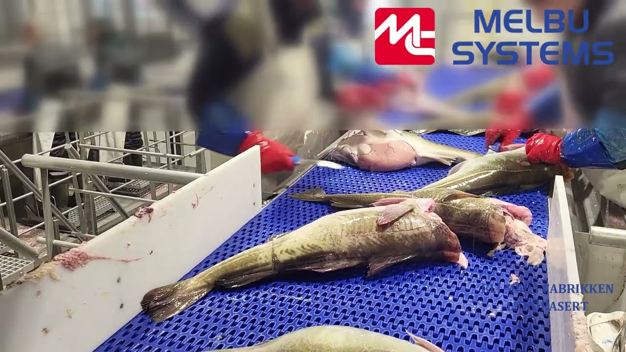 Melbu Systems Land bilder og video 2024
