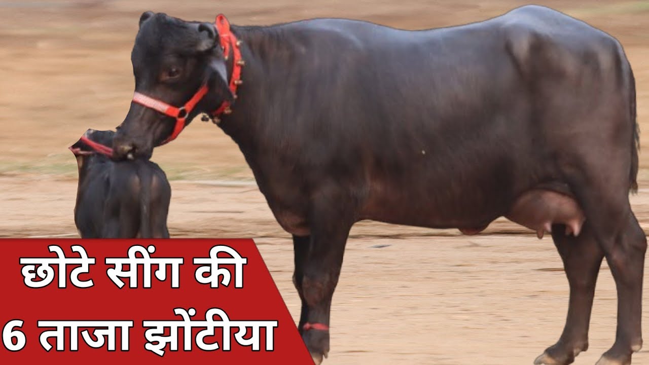 छोटे सींग की 6 ताजा झोटिया || दाम में खरा विश्वास से भरा पशुधन || Godara Dairy Farm (8607219729)