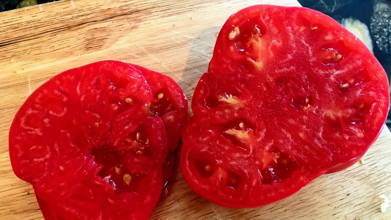 The Last Tomato You'll EVER Need to Grow? | Abigail from Johnny's