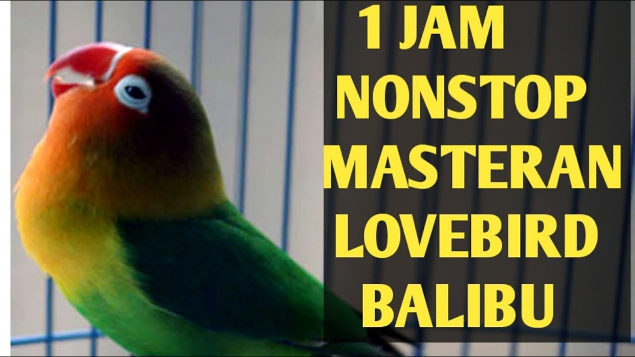 Masteran Lovebird balibu/paud 1 jam nonstop
