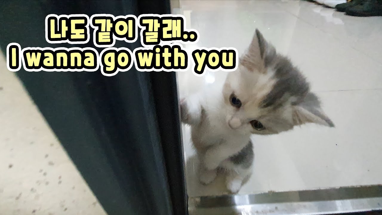 When I Go outside, My Kitten Always Follows Me // 현관까지 배웅 나오는 아기고양이