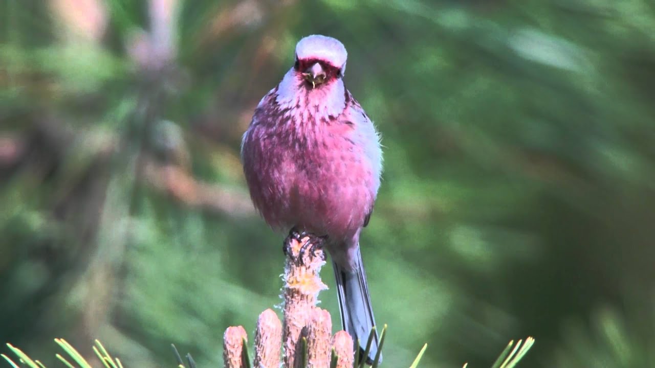 野鳥　ベニマシコの地鳴きと囀り　えさとり Long-tailed　Rosefinch SingingBird