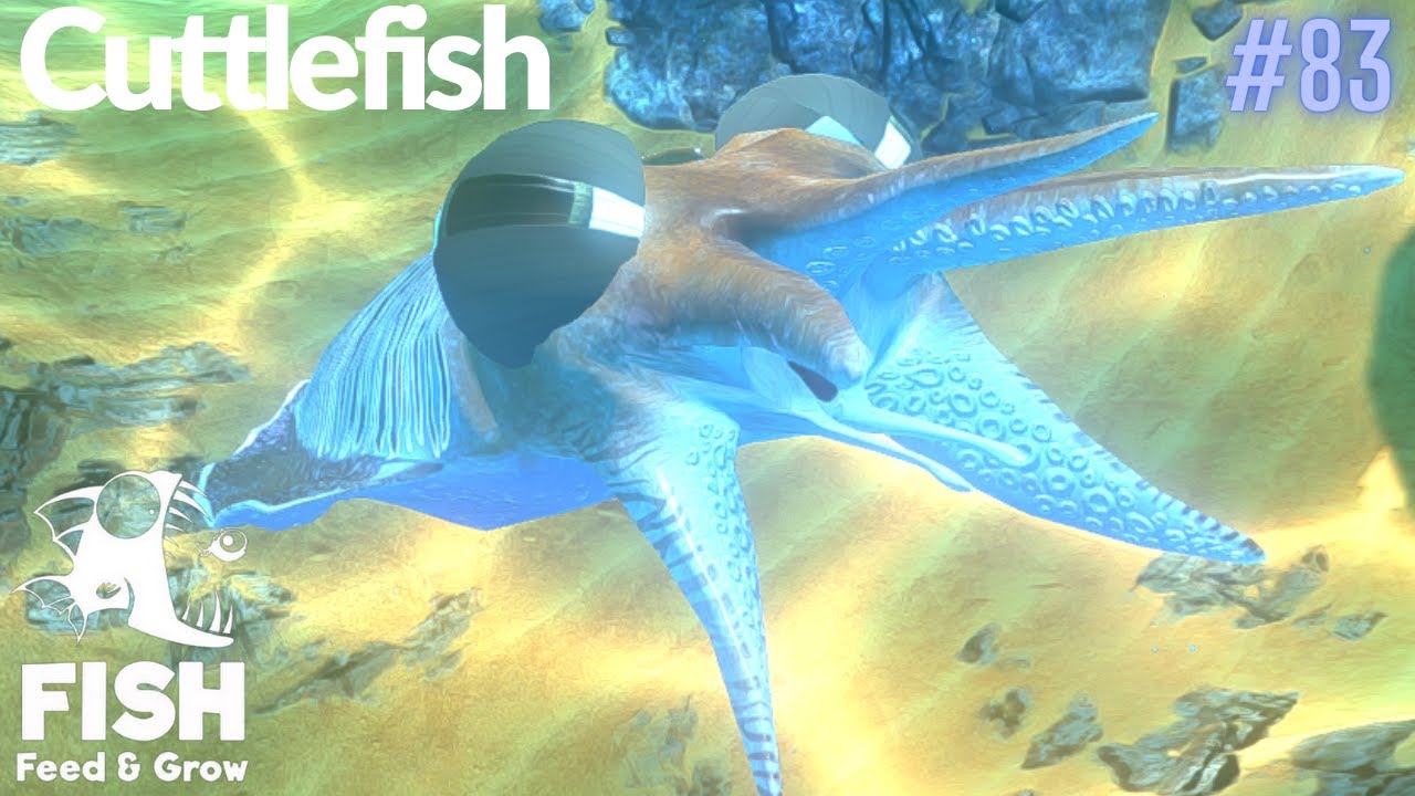 Feed And Grow Fish : Cuttlefish